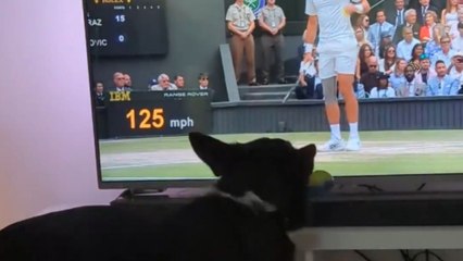 Playful dog mesmerizes by tennis ball on TV while watching Wimbledon Finals