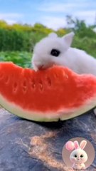 Cute Rabbit Eating Watermelon 