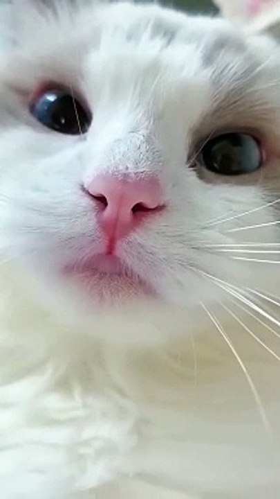 Beautiful cat