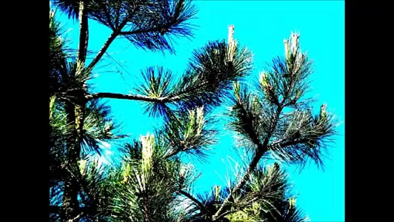 Arbres (montage artistique)