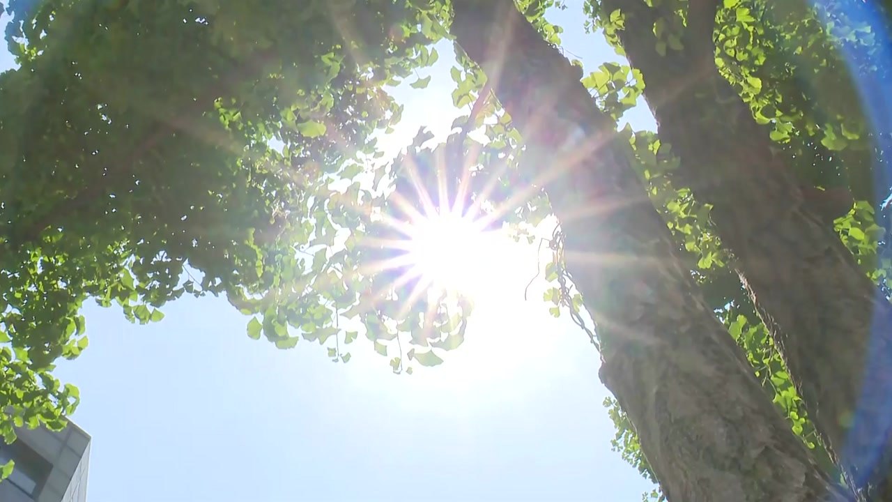 [날씨] 서울 36℃ 올 최고 기온...찜통 더위 당분간 계속 / YTN