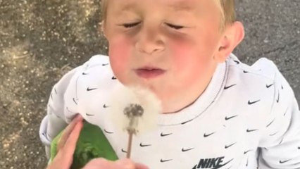Mischievous fun: Dad and daughter prank little boy with a dandelion