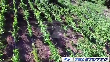 Video News - Vacanze d'agosto in agriturismo