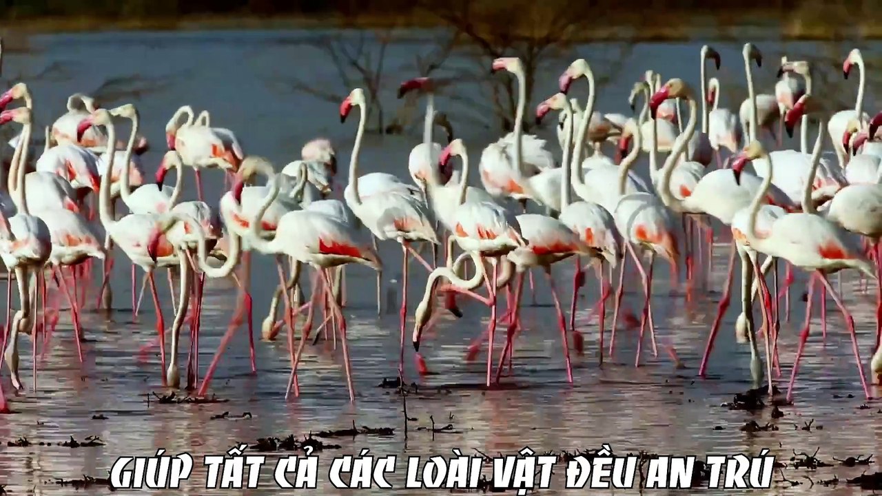 Rừng Ba Yêu Của Peto - Tập 1