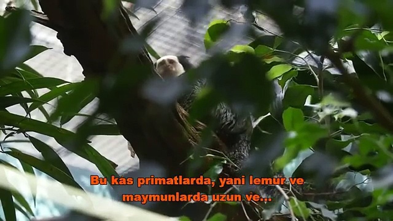 Kendi vücudumuzda bulabileceğimiz evrimsel kanıtlar