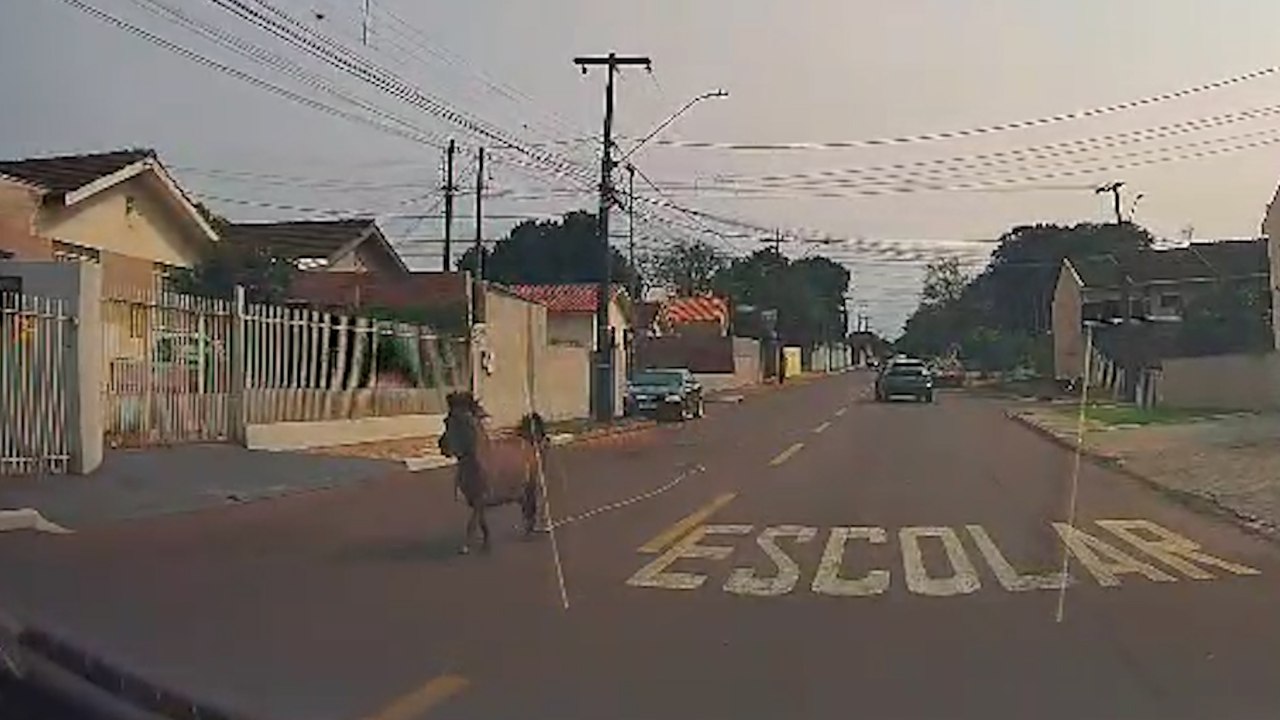 Pônei correndo nas ruas do Parque Verde chama atenção de motoristas e moradores