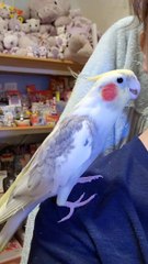 Happy Cockatiel is singing his Dipidipidoo song!