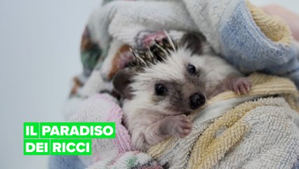 Benvenuti all'Hotel dei Ricci