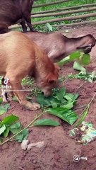 Video_1722484705134