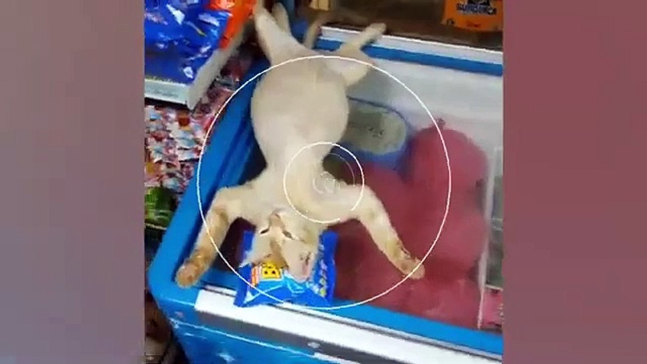 FUNNY CATS make you will remember and LAUGH all day! Funny Cats Videos 2024