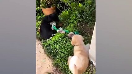 FUNNY PUPPIES will make you LAUGH All Day Funny Animals Videos 2024