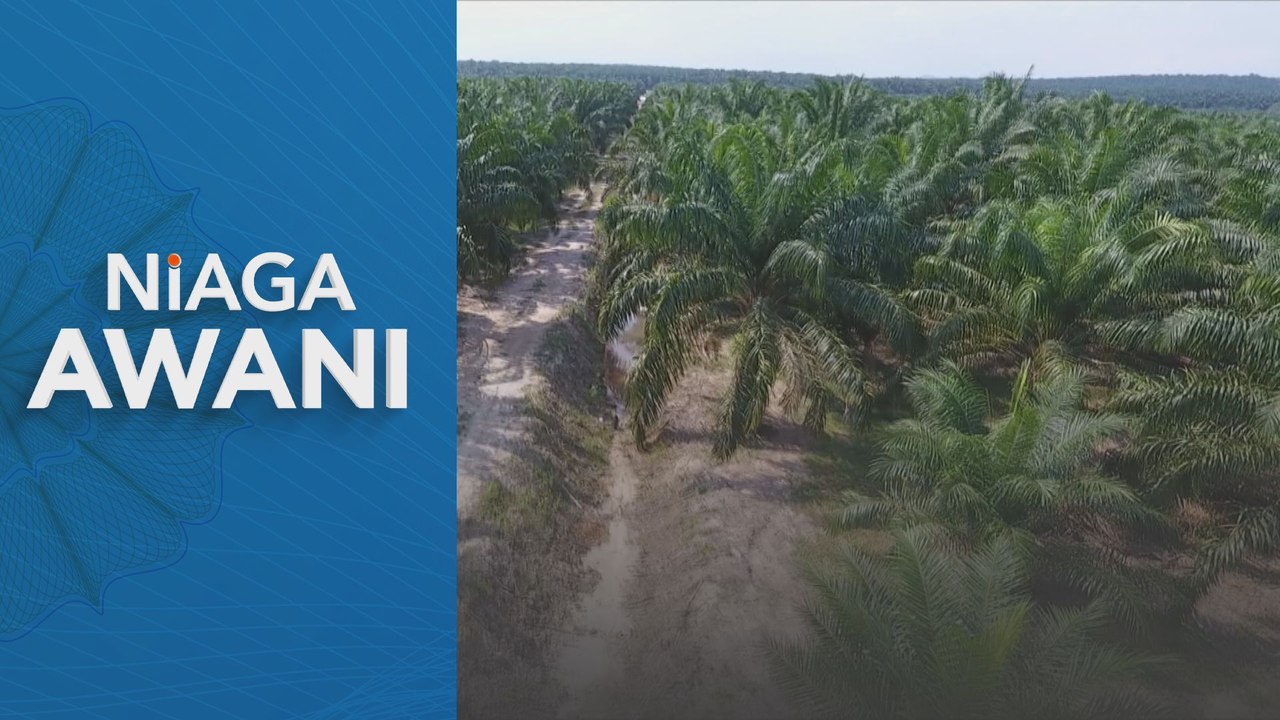 Niaga AWANI: Kontrak Hadapan Minyak Sawit Mentah Dijangka Menurun Minggu Ini