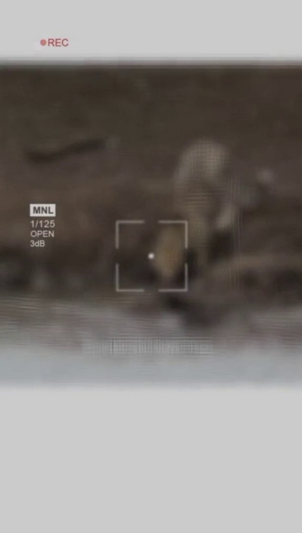 animals/wild animals/animal/animal fights#wildanimalstyle