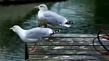 The Herring Gull: Close Up HD Footage (Larus argentatus)