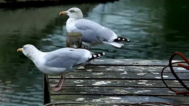 The Herring Gull: Close Up HD Footage (Larus argentatus)