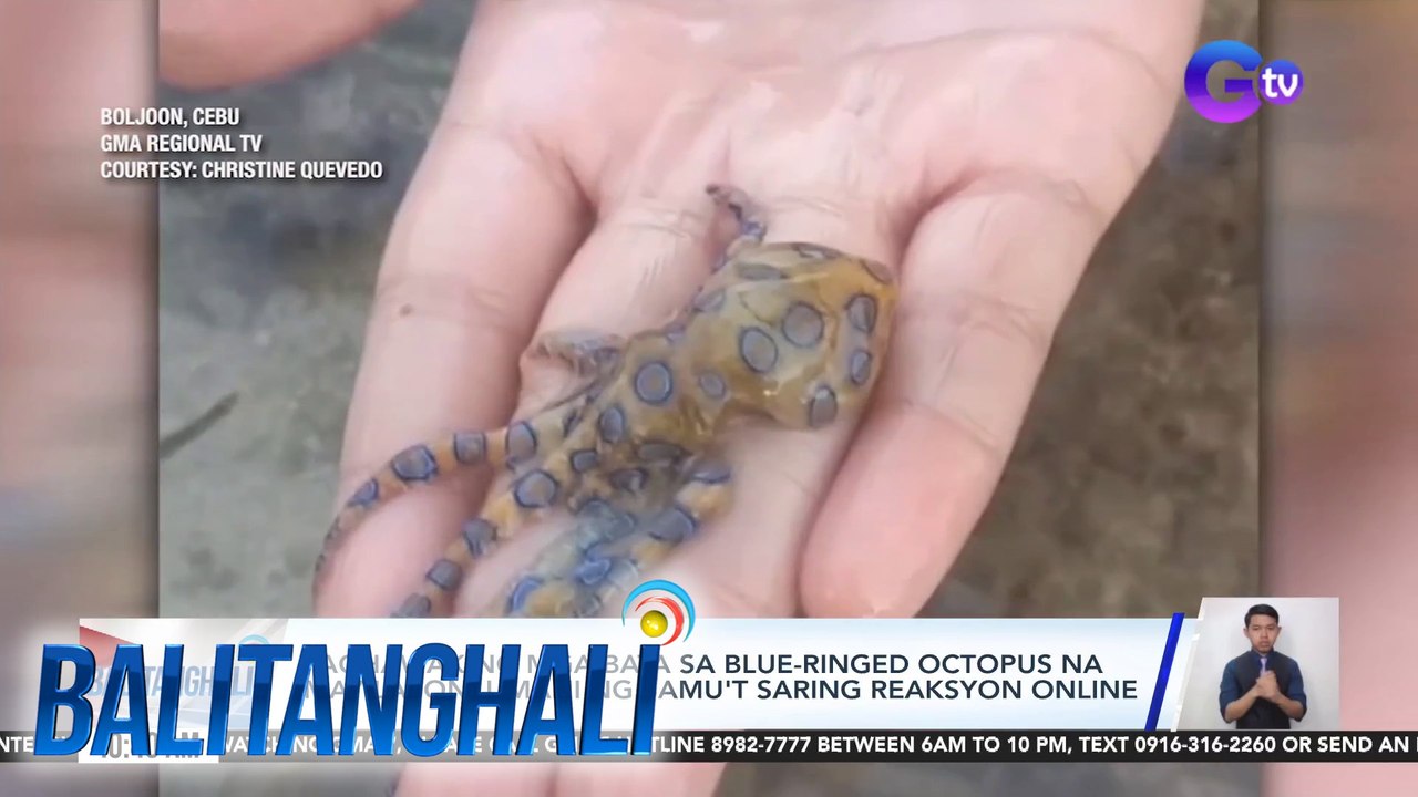 Paghawak ng mga bata sa blue-ringed octopus na may lason, umani ng samu't saring reaksyon online | Balitanghali