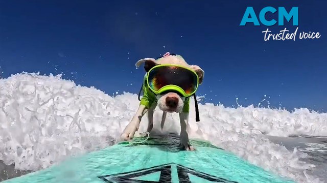 Top dog crowned: World Dog Surfing Championships