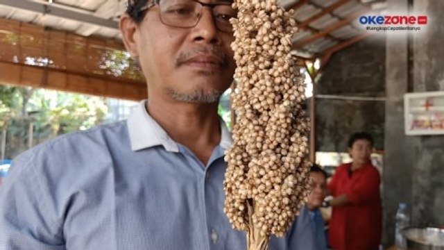 Mengenal Sorgum, Bahan Pangan Alternatif Pengganti Beras