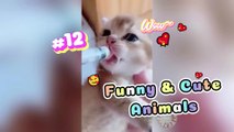 So Funny & Cute CATS and DOGS Keep you smiling and laughing #12