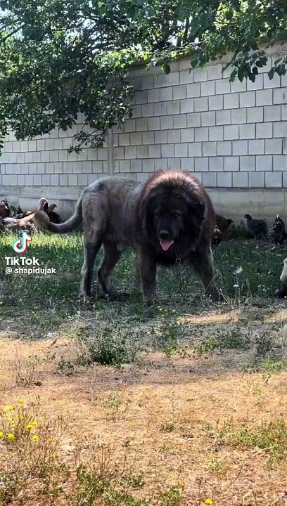 Dangerous. Dog
