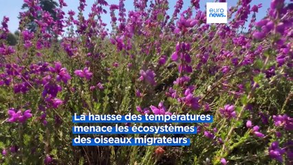 Le changement climatique menace les habitats des oiseaux migrateurs en Europe
