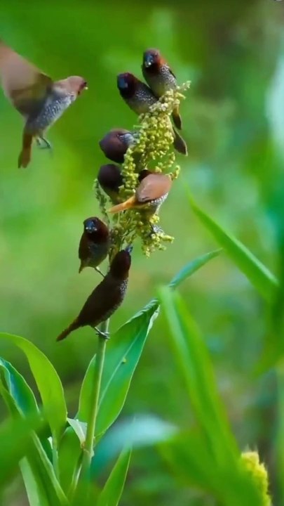 Birds video 