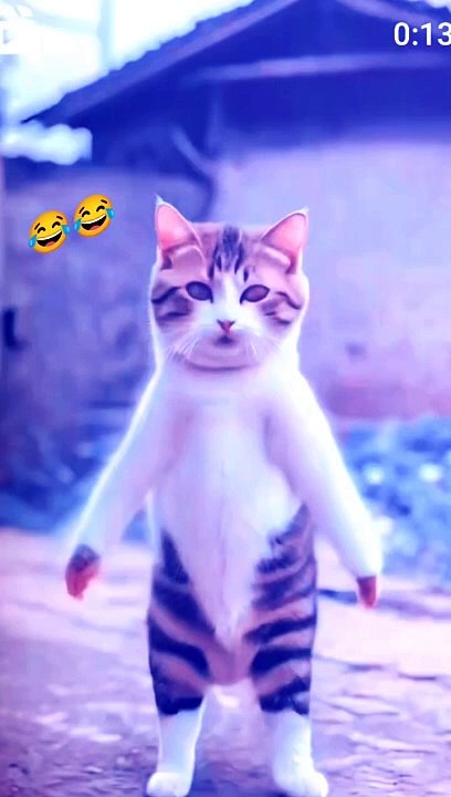dancing cat