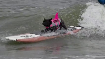 "나는야 파도 타는 멍뭉이"...세계 도그서핑 선수권 대회 [앵커리포트] / YTN