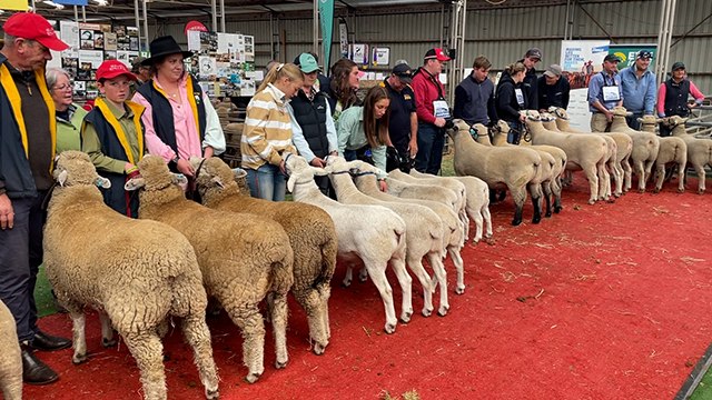 2024 Sheepvention interbreed winners | Stock & Land