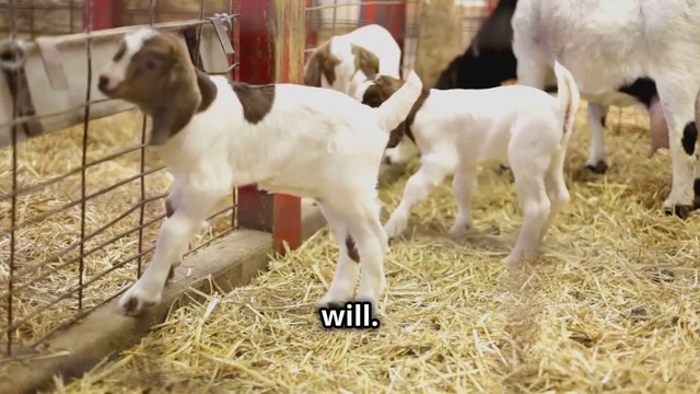 Why Baby Goats Love to Jump and Butt Heads Too Cute !