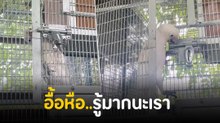 นกกระตั้วสุดฉลาด กรงแค่นี้เอาไม่อยู่เปิดกรงโชว์เลย