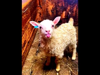 Goat funny motion #natiralbeauty933 #beauty #natural #greengreen #greenbeauty #beautiful  #foryou #news #headlines