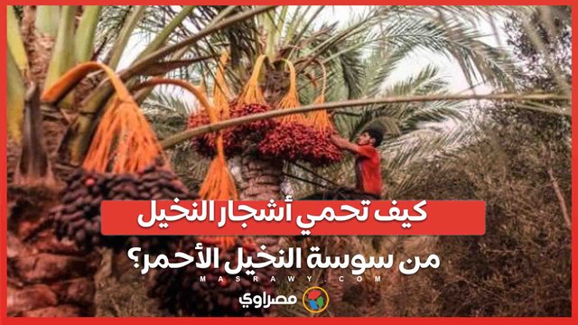 كيف تحمي أشجار النخيل من سوسة النخيل الأحمر؟.. قافلة زراعية لجنوب سيناء تجيب