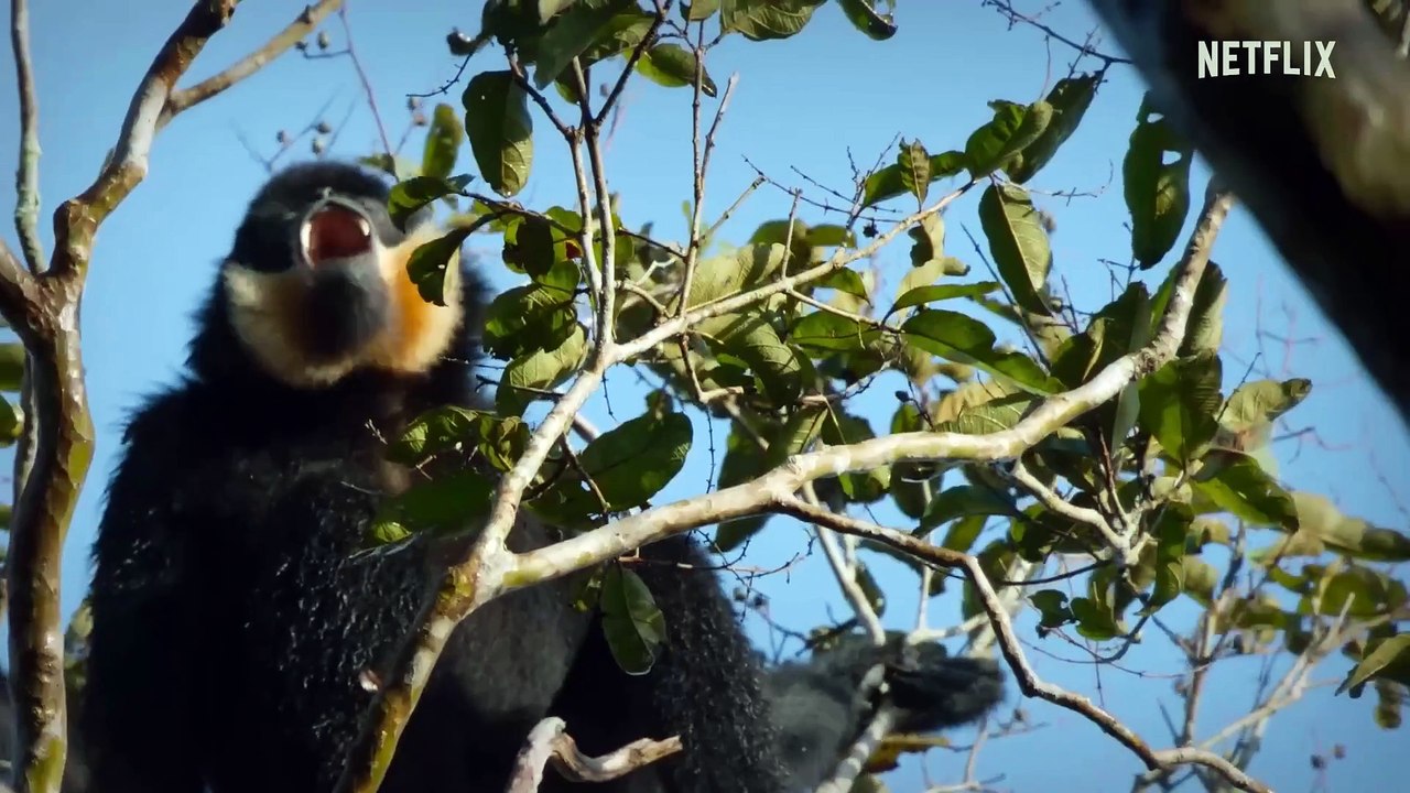 Die geheime Welt der Klänge mit David Attenborough Trailer (2) OV