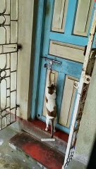 Keeping cats indoors elicits such a reaction