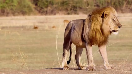 Animals Attack full (2K) Compilation 2024 #animals #wildlife #lion #viralvideo