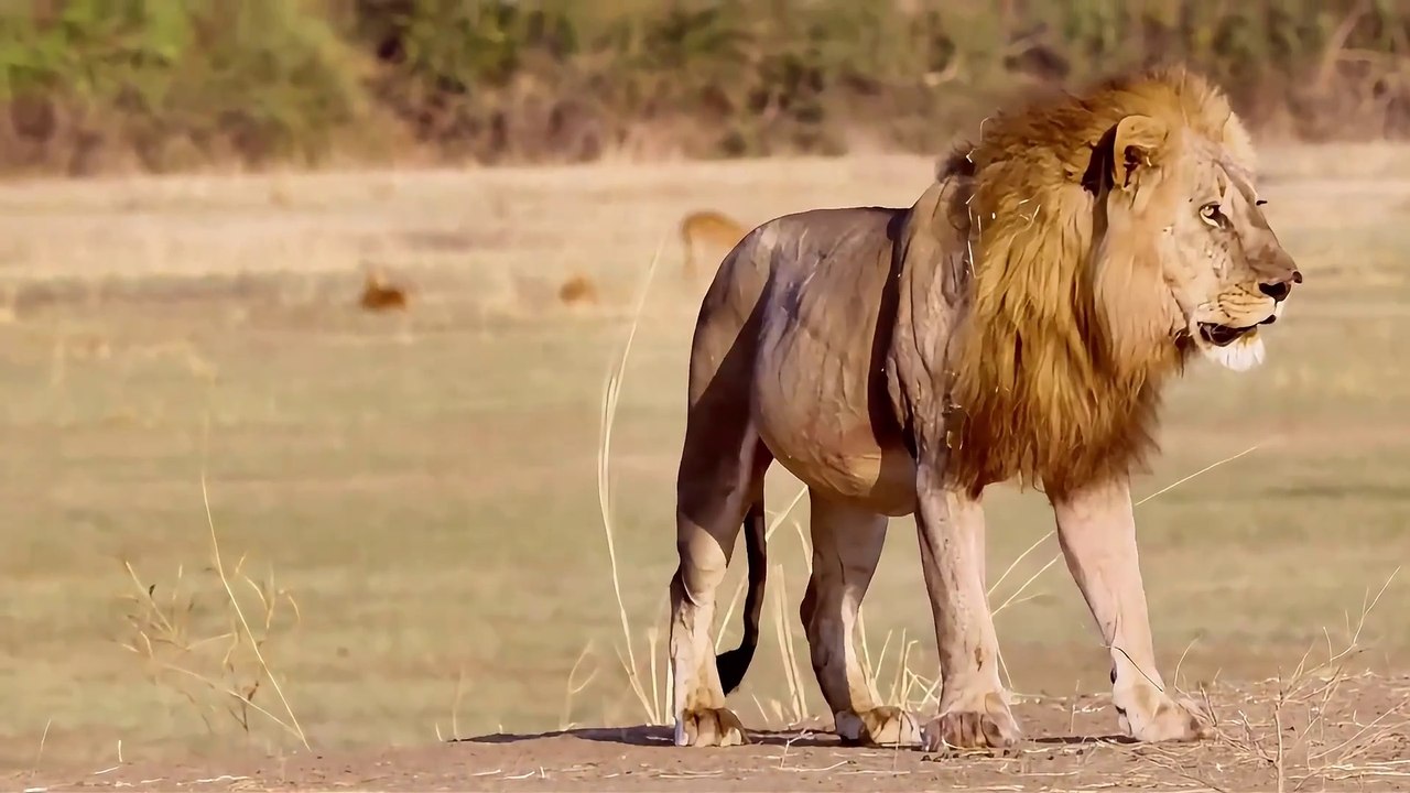 Animals Attack full (2K) Compilation 2024 #animals #wildlife #lion #viralvideo