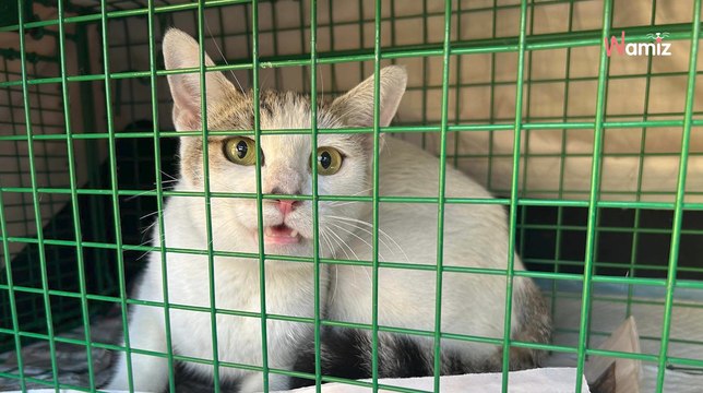 Familie hört Geräusche aus dem Schlafzimmer: Als sie aufs Bett schauen, sind sie völlig fertig!