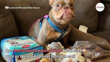 Behinderte Bulldogge freut sich auf ein neues Zuhause, doch hat mit Ghosting nicht gerechnet