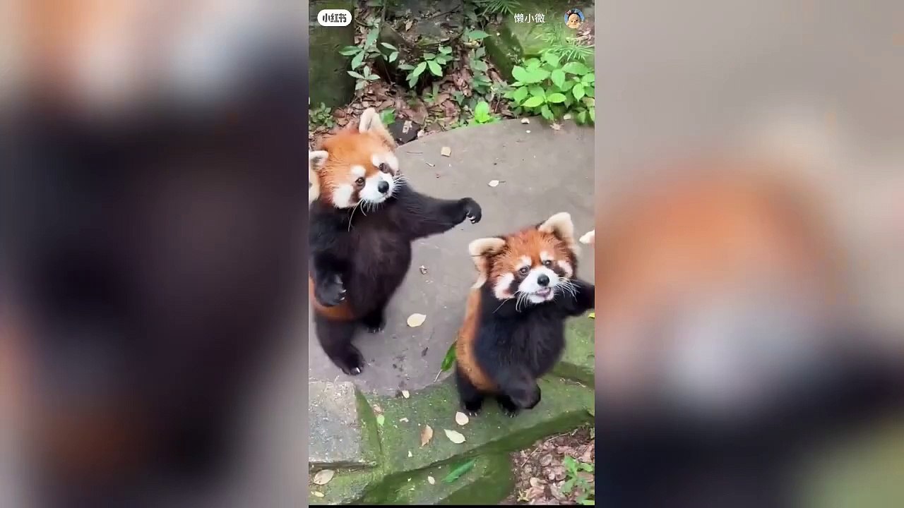 Cute pets video #shortvideo #viralshorts #cat #dogs