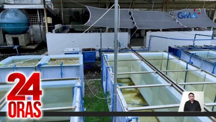 "Sargassum seaweed", pinaparami sa isang land-based hatchery; 'di lang pang-export, nakakabawas din sa carbon emissions | 24 Oras