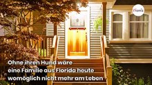 Panischer Hund bellt laut am frühen Morgen: Als die Familie nachschaut, bleibt ihr das Herz stehen