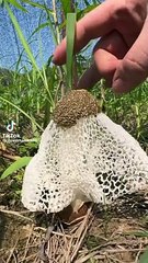 Travel and natural plasis mix chanal