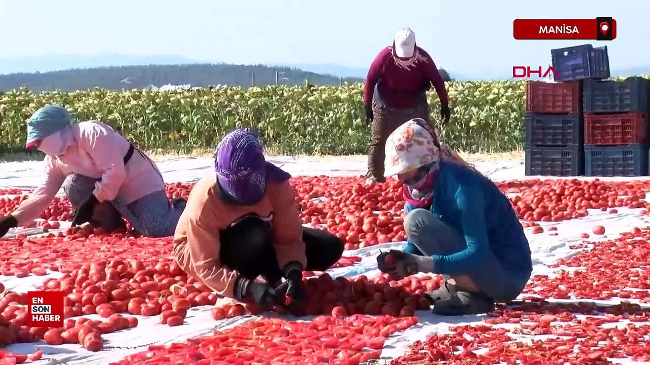 Manisa'da Gediz Ovası kırmızıya büründü