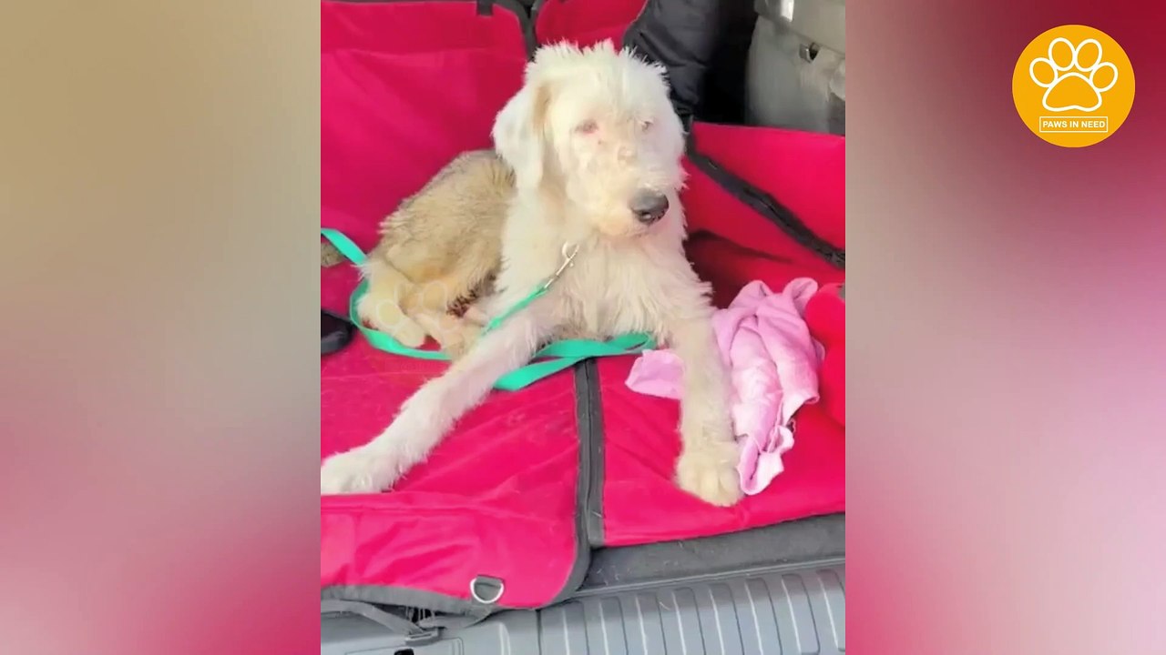 Abandoned Dog Battling for Many Diseases and He Needs a Long Journey for His Recovery