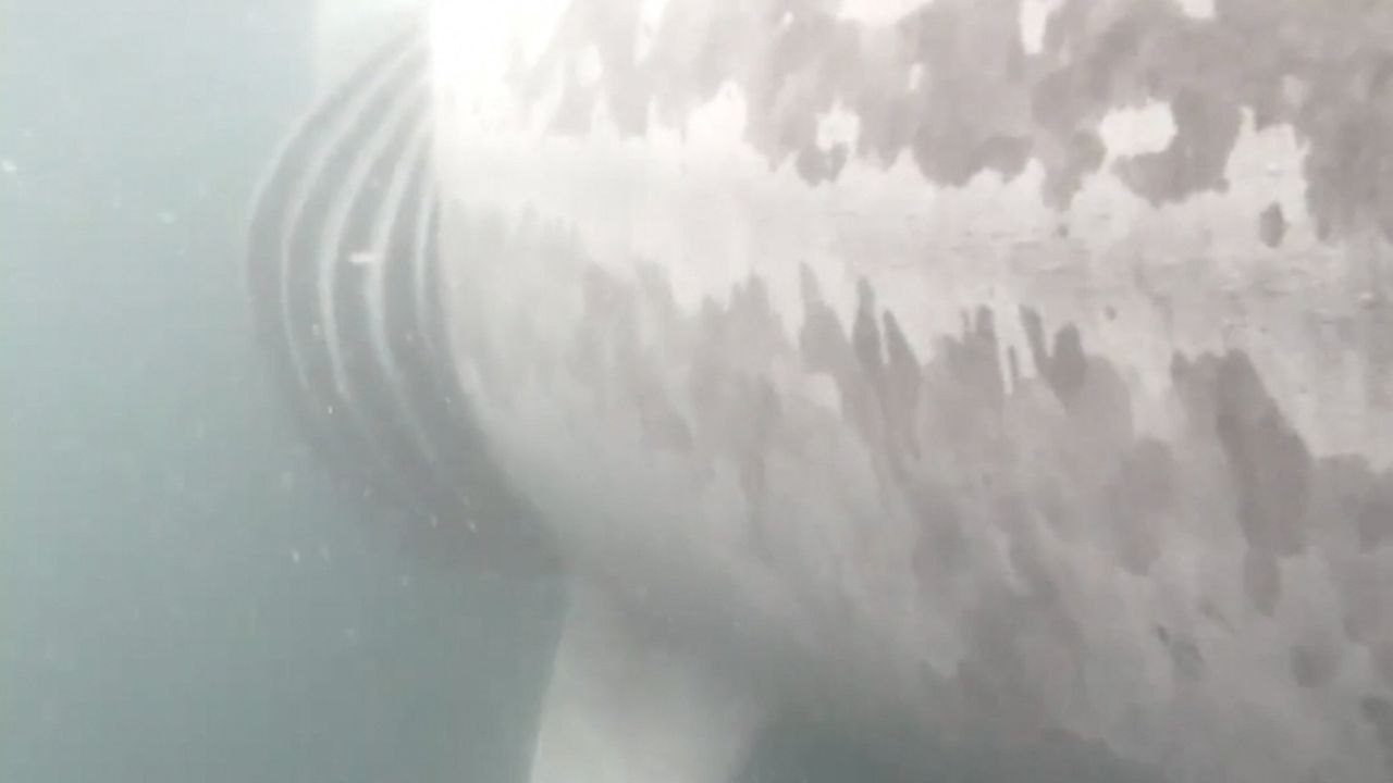 Forscher zeichnen erstmals Bilder von einem Hai auf, der von einem Boot angefahren wird