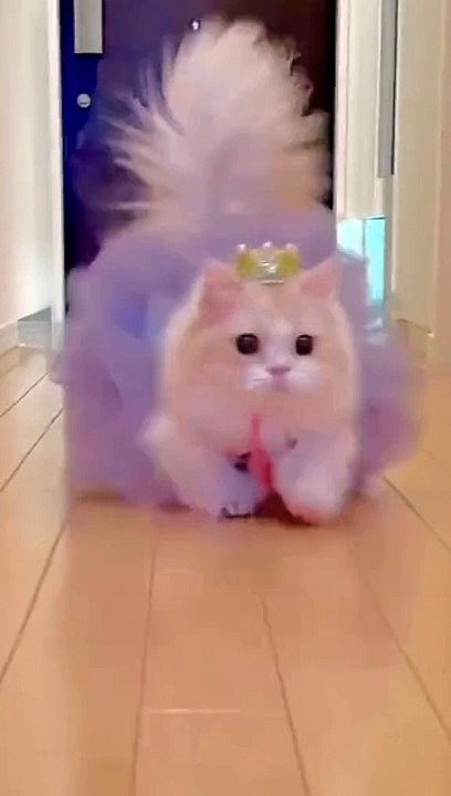 Dress up cat