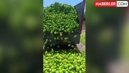 Bursa'da üretici biberlerini çöpe döktü: Tarlada 3 lira olan dolma biber ziyan oldu
