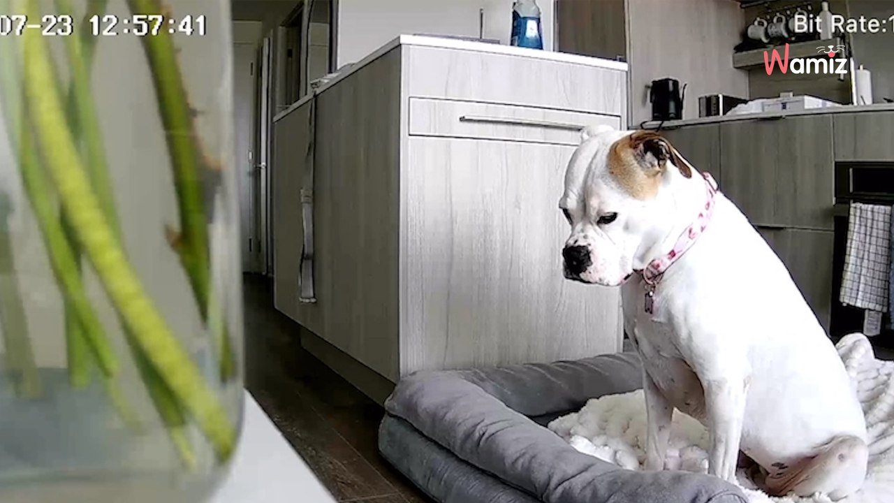 Elle décide de regarder son chien via caméra pendant sa journée de travail : elle n'aurait jamais dû faire ça (vidéo)