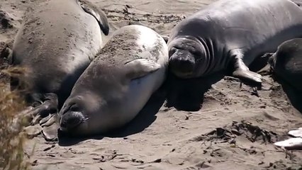 Kids Video _ Animal For Kids _ Seal For Kids _ Lovely Seal For Children- Fun time